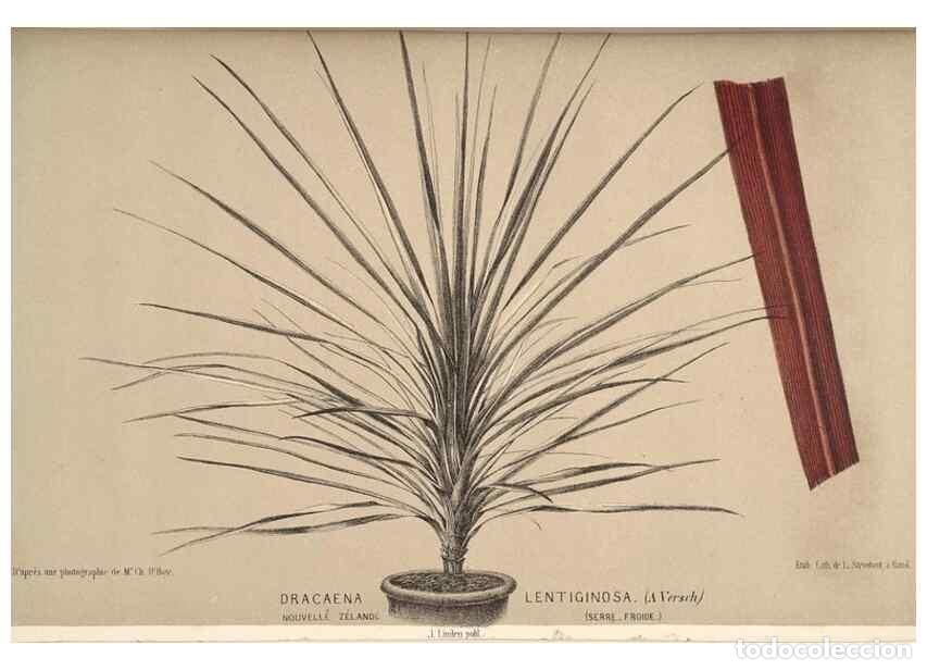 Collection Magazines and Newspapers: Reproducci&oacute;n/Reproduction 49690600506: L'Illustration horticole :. Gand, Belgium :Imprimerie et lith