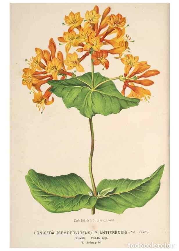 Collection Magazines and Newspapers: Reproducci&oacute;n/Reproduction 49690963312: L'Illustration horticole :. Gand, Belgium :Imprimerie et lith