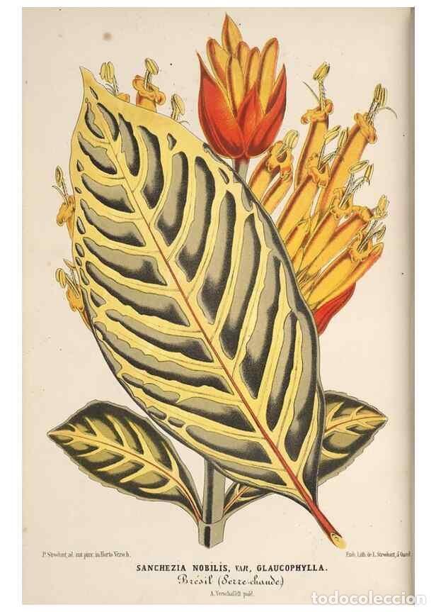 Collection Magazines and Newspapers: Reproducci&oacute;n/Reproduction 49690530161: L'Illustration horticole :. Gand, Belgium :Imprimerie et lith