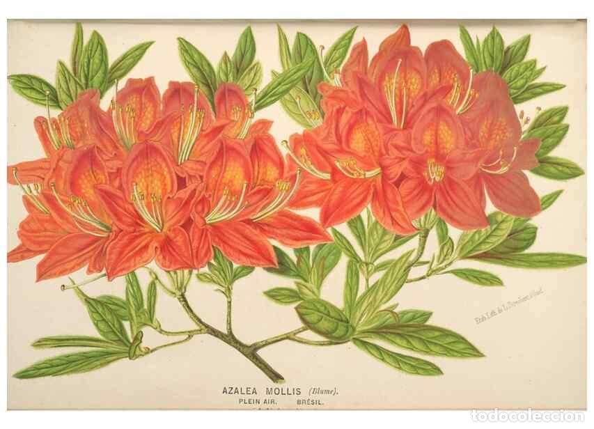 Collection Magazines and Newspapers: Reproducci&oacute;n/Reproduction 49690113263: L'Illustration horticole :. Gand, Belgium :Imprimerie et lith