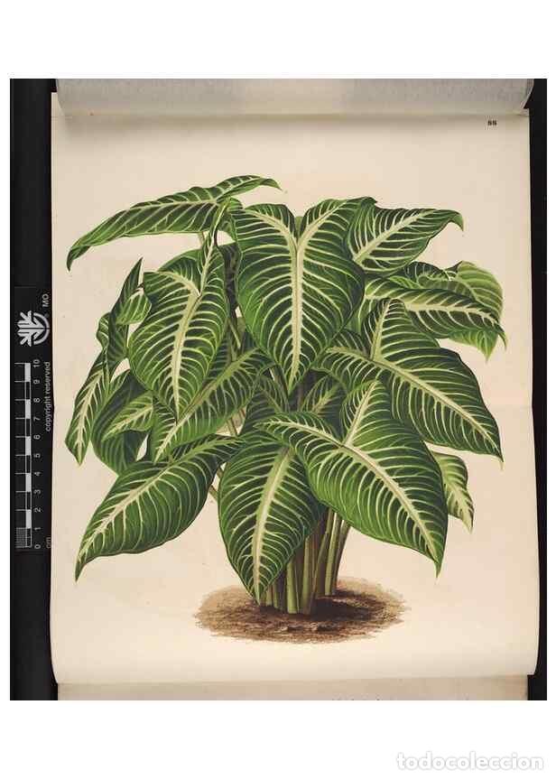 Collection Magazines and Newspapers: Reproducci&oacute;n/Reproduction 49691134837: L'Illustration horticole :. Gand, Belgium :Imprimerie et lith