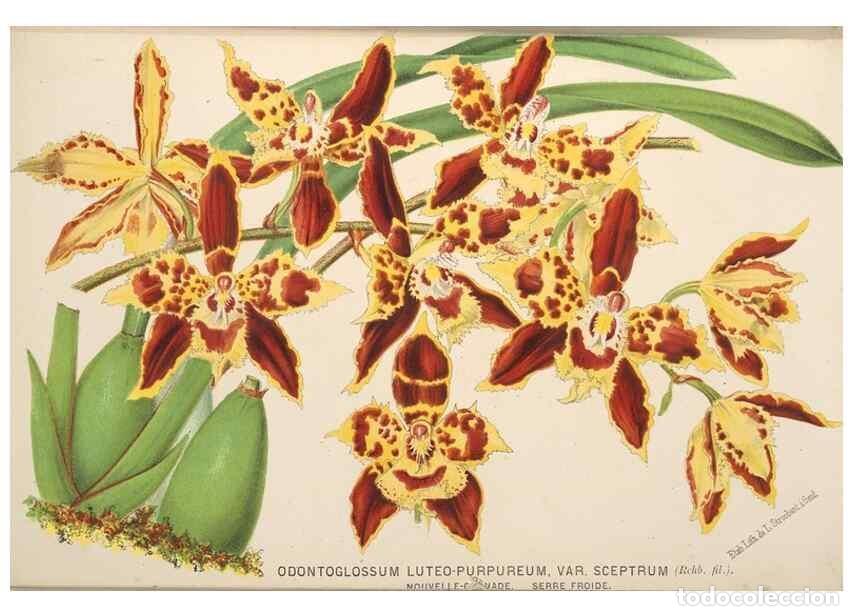 Collection Magazines and Newspapers: Reproducci&oacute;n/Reproduction 49690958627: L'Illustration horticole :. Gand, Belgium :Imprimerie et lith