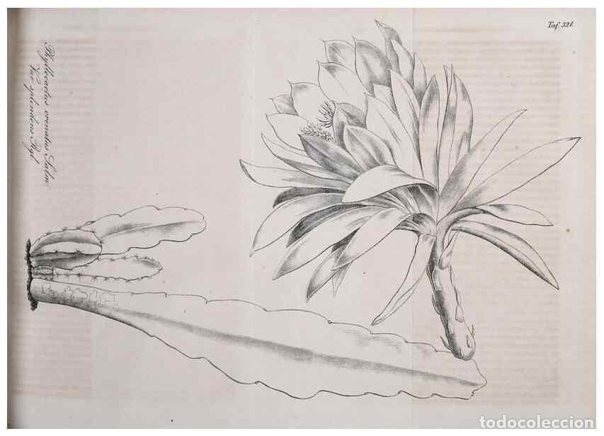 Collection Magazines and Newspapers: Reproducci&oacute;n/Reproduction 49689992378: Gartenflora.. Erlangen :F. Enke,1852-1940.. - Deutsche Garten