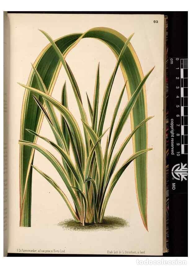 Collection Magazines and Newspapers: Reproducci&oacute;n/Reproduction 49690825301: L'Illustration horticole :. Gand, Belgium :Imprimerie et lith