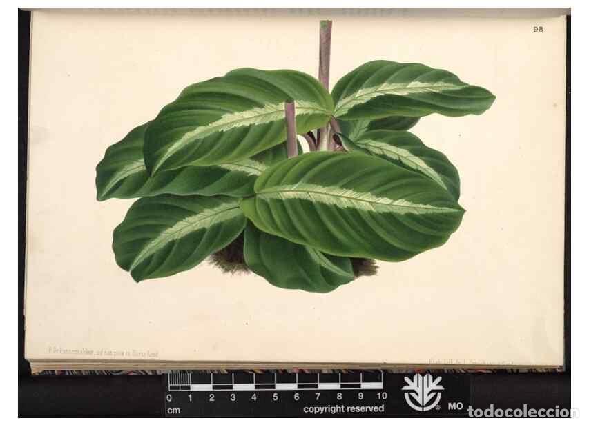 Collection Magazines and Newspapers: Reproducci&oacute;n/Reproduction 49691137362: L'Illustration horticole :. Gand, Belgium :Imprimerie et lith