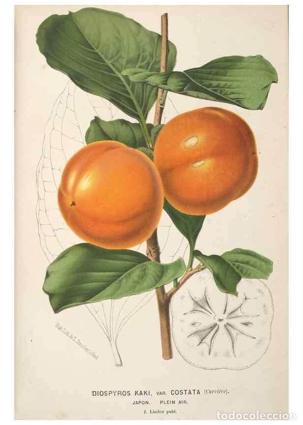 Collection Magazines and Newspapers: Reproducci&oacute;n/Reproduction 49690960227: L'Illustration horticole :. Gand, Belgium :Imprimerie et lith