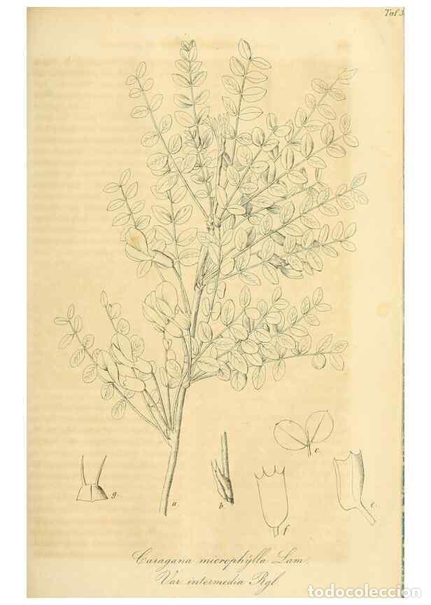 Collection Magazines and Newspapers: Reproducci&oacute;n/Reproduction 49689993873: Gartenflora.. Erlangen :F. Enke,1852-1940.. - Deutsche Garten