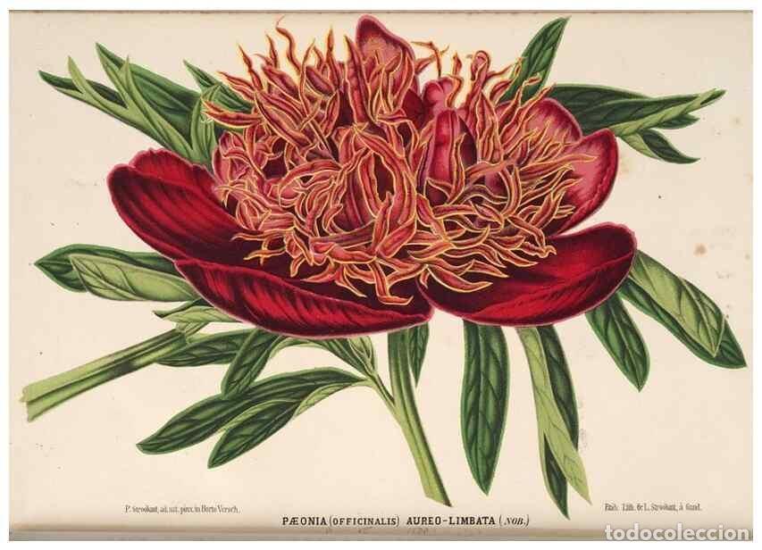 Collection Magazines and Newspapers: Reproducci&oacute;n/Reproduction 49690838977: L'Illustration horticole :. Gand, Belgium :Imprimerie et lith