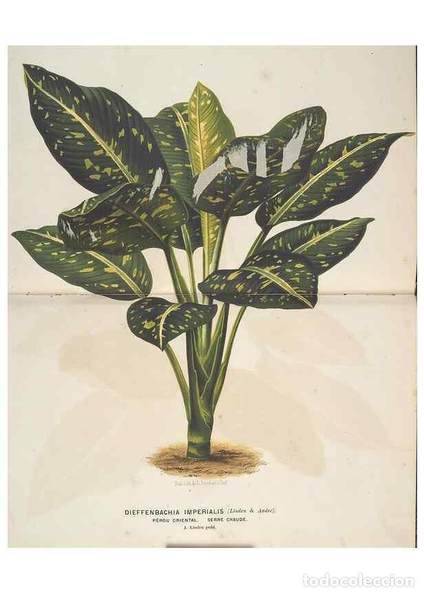 Collection Magazines and Newspapers: Reproducci&oacute;n/Reproduction 49690652716: L'Illustration horticole :. Gand, Belgium :Imprimerie et lith