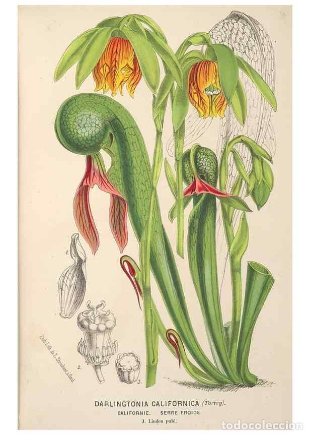 Collection Magazines and Newspapers: Reproducci&oacute;n/Reproduction 49690115513: L'Illustration horticole :. Gand, Belgium :Imprimerie et lith