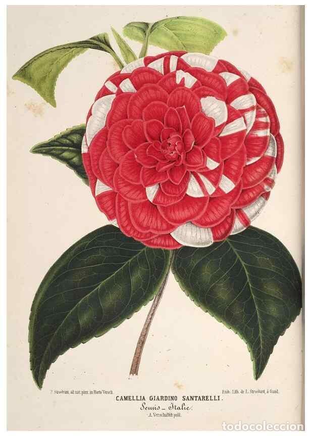 Collection Magazines and Newspapers: Reproducci&oacute;n/Reproduction 49690536336: L'Illustration horticole :. Gand, Belgium :Imprimerie et lith