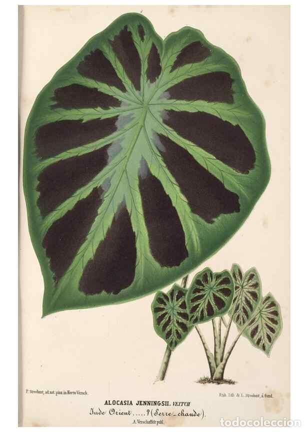 Collection Magazines and Newspapers: Reproducci&oacute;n/Reproduction 49690840742: L'Illustration horticole :. Gand, Belgium :Imprimerie et lith