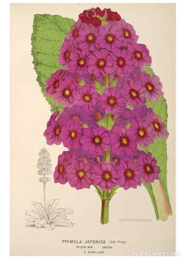 Collection Magazines and Newspapers: Reproducci&oacute;n/Reproduction 49690113718: L'Illustration horticole :. Gand, Belgium :Imprimerie et lith