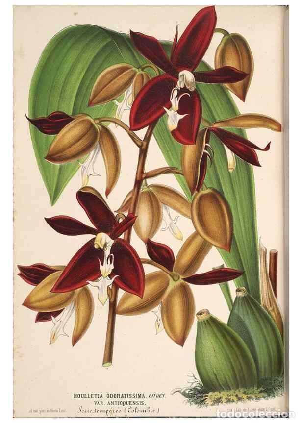 Collection Magazines and Newspapers: Reproducci&oacute;n/Reproduction 49690593616: L'Illustration horticole :. Gand, Belgium :Imprimerie et lith