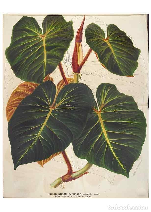 Colecionismo de Revistas e Jornais: Reproducci&oacute;n/Reproduction 49690650791: L'Illustration horticole :. Gand, Belgium :Imprimerie et lith