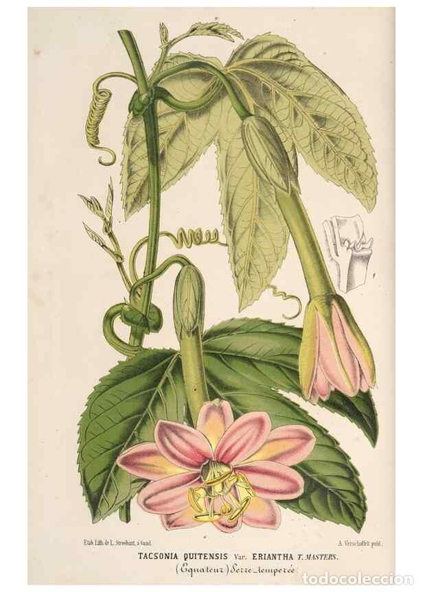 Colecionismo de Revistas e Jornais: Reproducci&oacute;n/Reproduction 49690843577: L'Illustration horticole :. Gand, Belgium :Imprimerie et lith