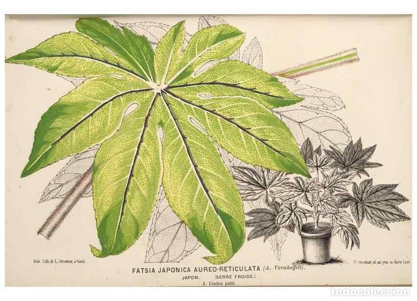 Colecionismo de Revistas e Jornais: Reproducci&oacute;n/Reproduction 49690596601: L'Illustration horticole :. Gand, Belgium :Imprimerie et lith