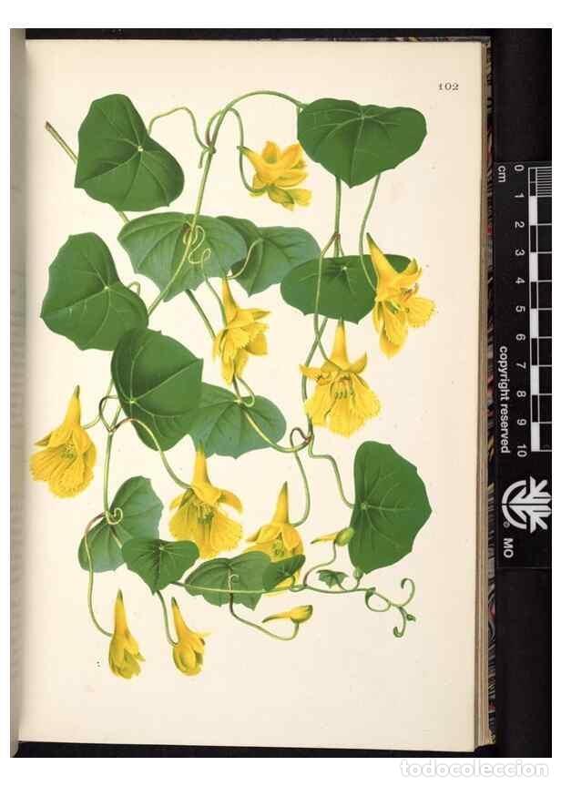 Colecionismo de Revistas e Jornais: Reproducci&oacute;n/Reproduction 49691138477: L'Illustration horticole :. Gand, Belgium :Imprimerie et lith