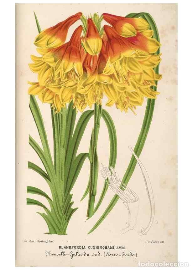 Colecionismo de Revistas e Jornais: Reproducci&oacute;n/Reproduction 49689995908: L'Illustration horticole :. Gand, Belgium :Imprimerie et lith