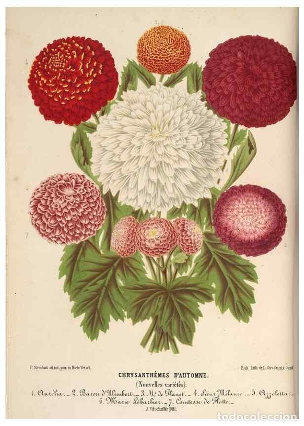 Colecionismo de Revistas e Jornais: Reproducci&oacute;n/Reproduction 49690531901: L'Illustration horticole :. Gand, Belgium :Imprimerie et lith