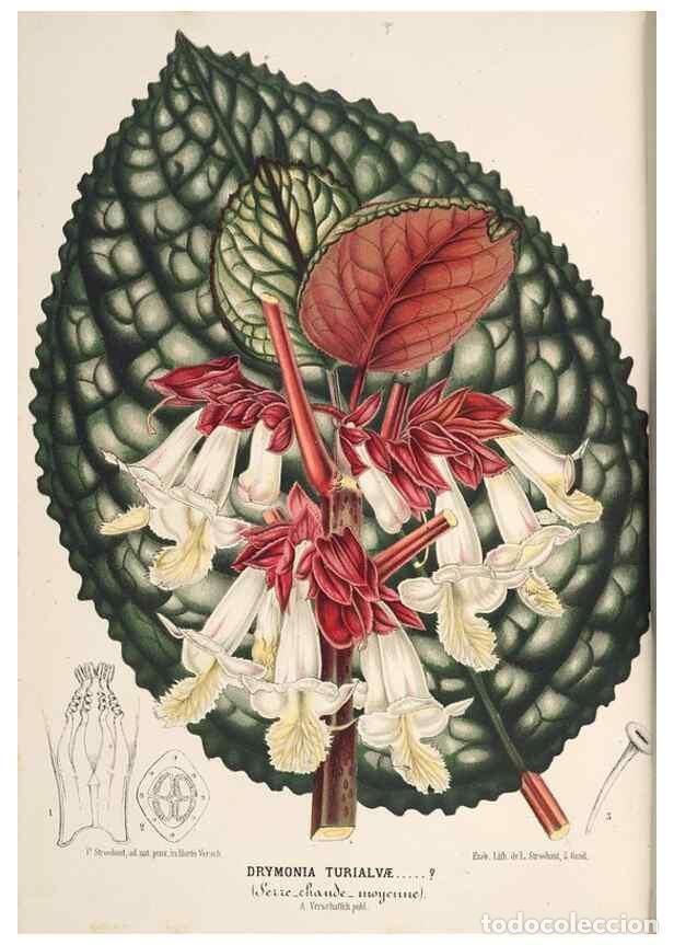 Colecionismo de Revistas e Jornais: Reproducci&oacute;n/Reproduction 49690002058: L'Illustration horticole :. Gand, Belgium :Imprimerie et lith