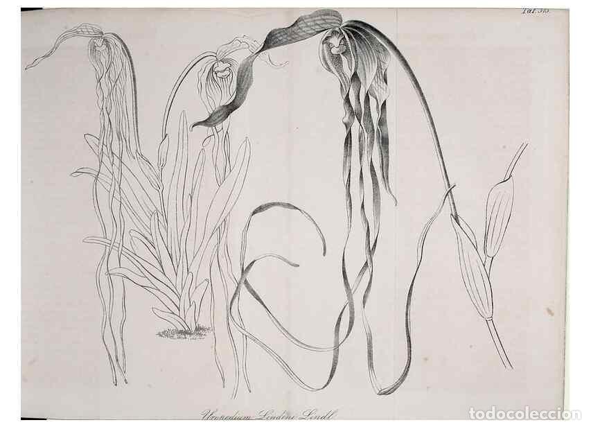 Colecionismo de Revistas e Jornais: Reproducci&oacute;n/Reproduction 49690526931: Gartenflora.. Erlangen :F. Enke,1852-1940.. - Deutsche Garten