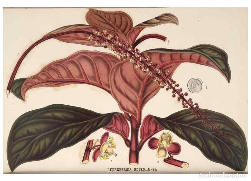 Colecionismo de Revistas e Jornais: Reproducci&oacute;n/Reproduction 49690533266: L'Illustration horticole :. Gand, Belgium :Imprimerie et lith