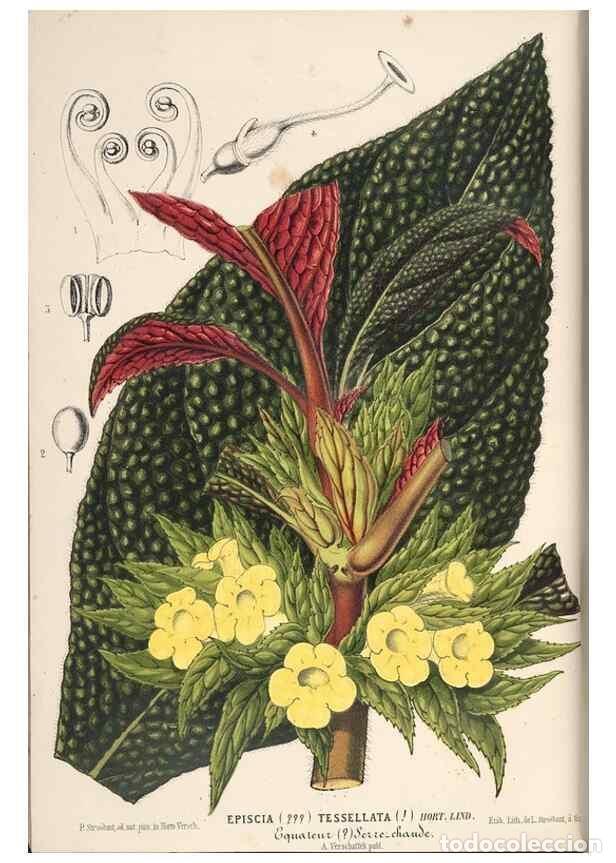 Colecionismo de Revistas e Jornais: Reproducci&oacute;n/Reproduction 49690537991: L'Illustration horticole :. Gand, Belgium :Imprimerie et lith