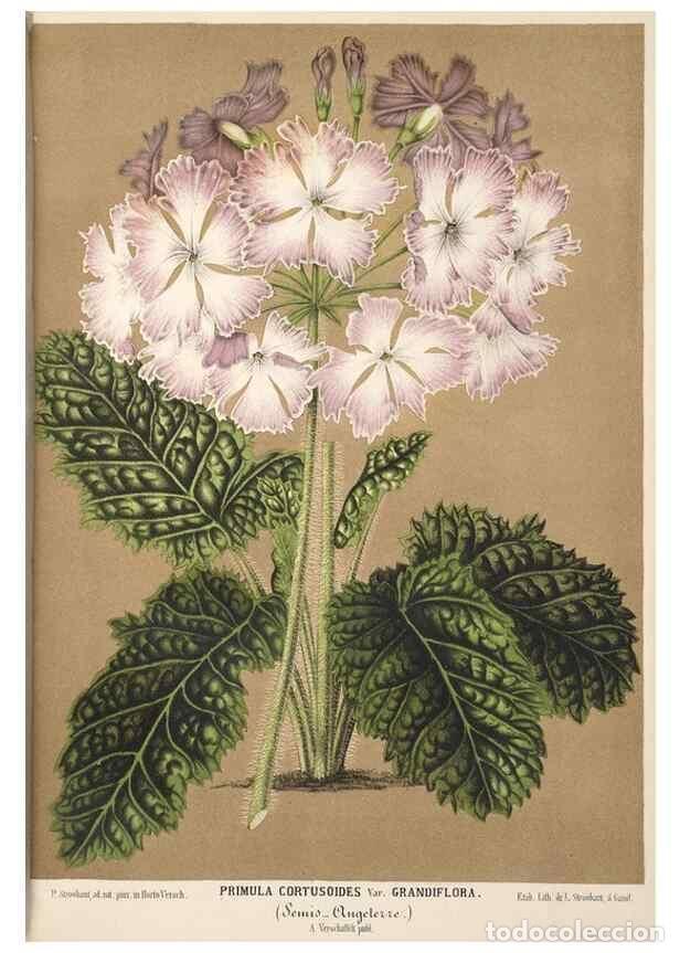 Colecionismo de Revistas e Jornais: Reproducci&oacute;n/Reproduction 49690844492: L'Illustration horticole :. Gand, Belgium :Imprimerie et lith