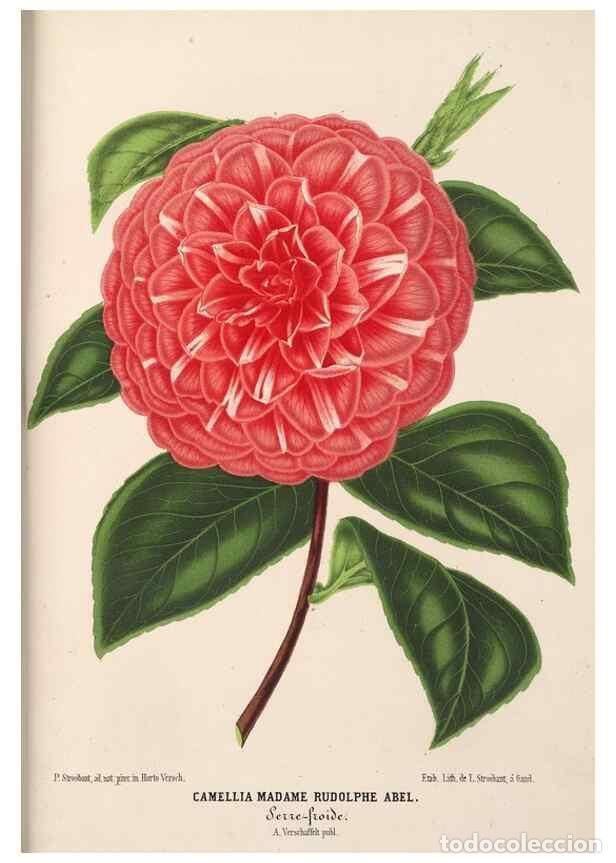 Colecionismo de Revistas e Jornais: Reproducci&oacute;n/Reproduction 49690843827: L'Illustration horticole :. Gand, Belgium :Imprimerie et lith