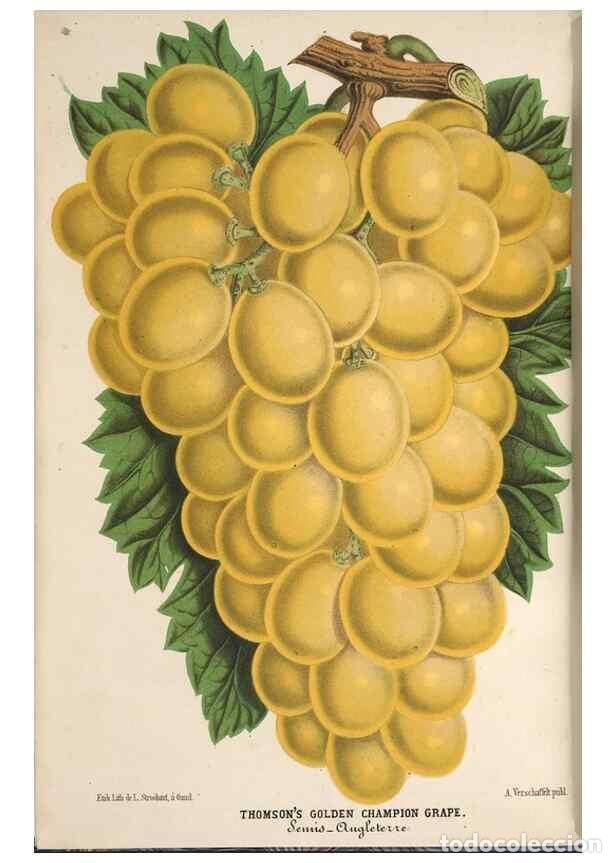 Colecionismo de Revistas e Jornais: Reproducci&oacute;n/Reproduction 49690838682: L'Illustration horticole :. Gand, Belgium :Imprimerie et lith