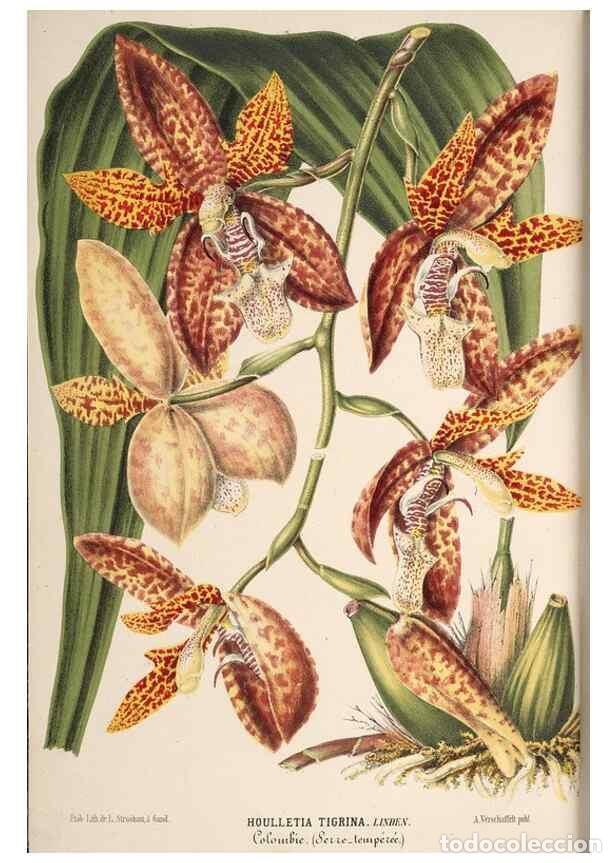 Colecionismo de Revistas e Jornais: Reproducci&oacute;n/Reproduction 49690539181: L'Illustration horticole :. Gand, Belgium :Imprimerie et lith