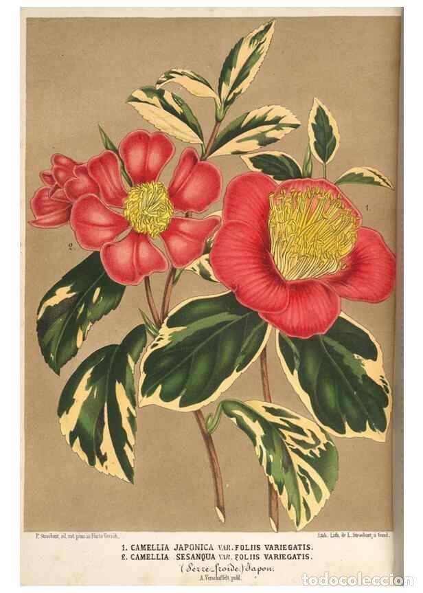 Colecionismo de Revistas e Jornais: Reproducci&oacute;n/Reproduction 49690530521: L'Illustration horticole :. Gand, Belgium :Imprimerie et lith