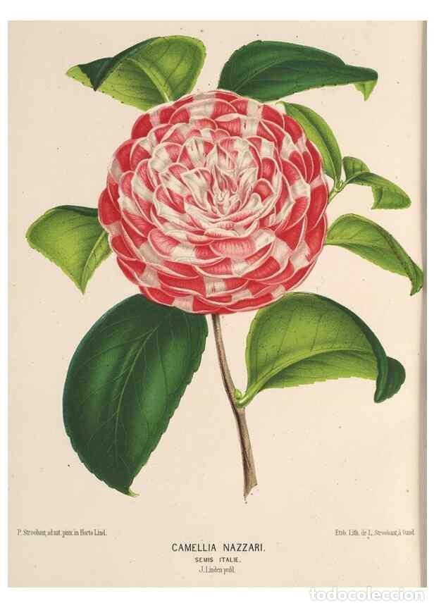 Colecionismo de Revistas e Jornais: Reproducci&oacute;n/Reproduction 49690063013: L'Illustration horticole :. Gand, Belgium :Imprimerie et lith