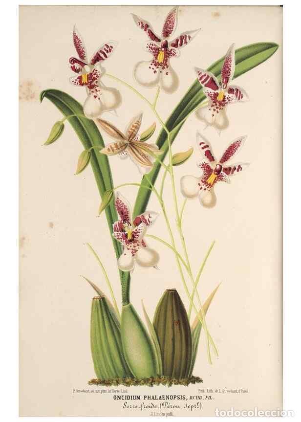 Colecionismo de Revistas e Jornais: Reproducci&oacute;n/Reproduction 49690056848: L'Illustration horticole :. Gand, Belgium :Imprimerie et lith