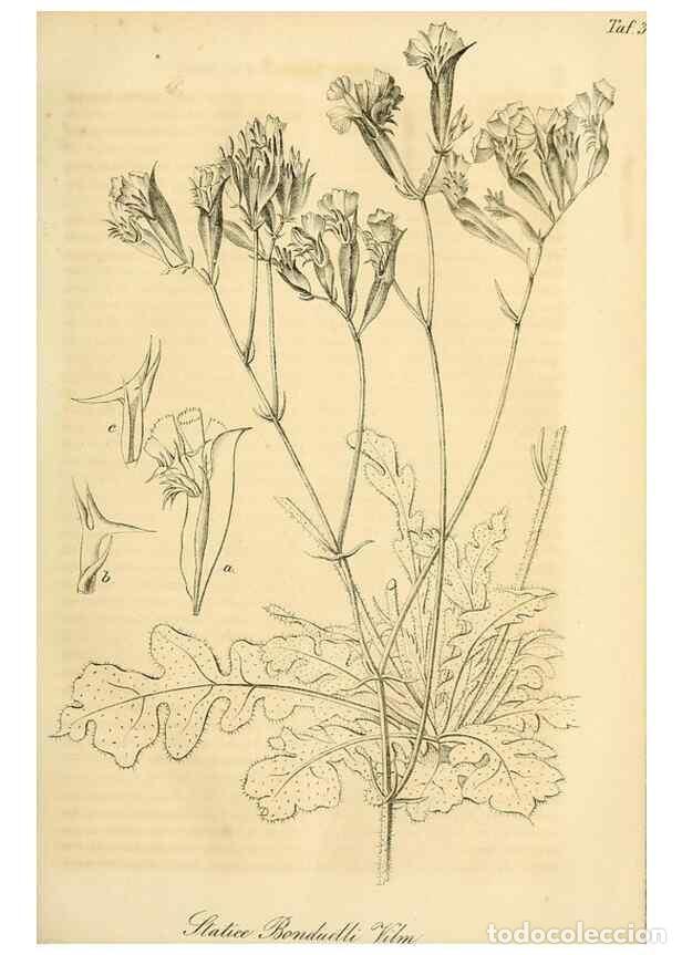 Colecionismo de Revistas e Jornais: Reproducci&oacute;n/Reproduction 49689992213: Gartenflora.. Erlangen :F. Enke,1852-1940.. - Deutsche Garten
