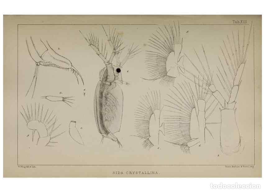 Colecionismo de Revistas e Jornais: Reproducci&oacute;n/Reproduction 49690772413: The natural history of the British Entomostraca.. London,The