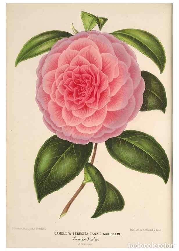 Colecionismo de Revistas e Jornais: Reproducci&oacute;n/Reproduction 49690592921: L'Illustration horticole :. Gand, Belgium :Imprimerie et lith