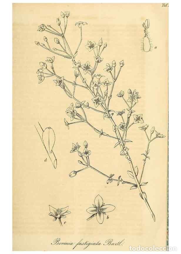 Colecionismo de Revistas e Jornais: Reproducci&oacute;n/Reproduction 49690837417: Gartenflora.. Erlangen :F. Enke,1852-1940.. - Deutsche Garten