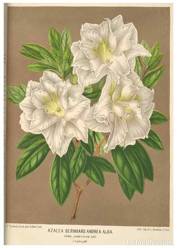 Colecionismo de Revistas e Jornais: Reproducci&oacute;n/Reproduction 49690594651: L'Illustration horticole :. Gand, Belgium :Imprimerie et lith