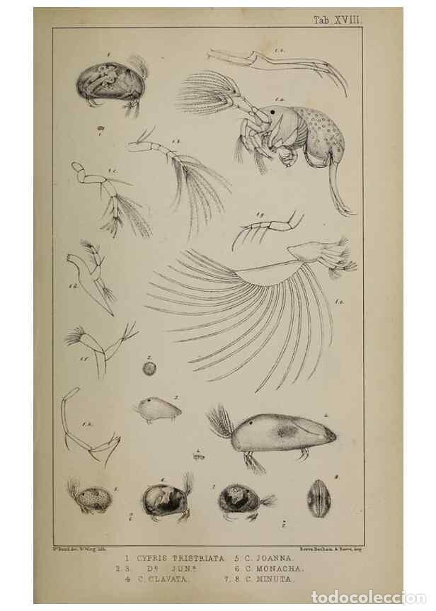 Colecionismo de Revistas e Jornais: Reproducci&oacute;n/Reproduction 49690773518: The natural history of the British Entomostraca.. London,The
