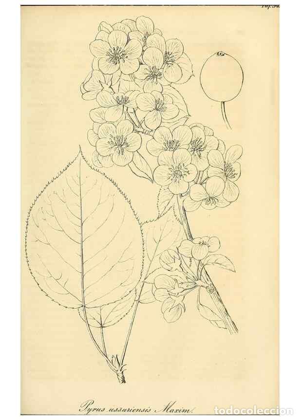 Colecionismo de Revistas e Jornais: Reproducci&oacute;n/Reproduction 49690838827: Gartenflora.. Erlangen :F. Enke,1852-1940.. - Deutsche Garten