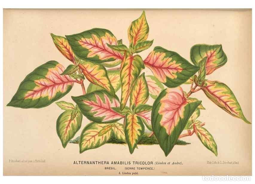 Colecionismo de Revistas e Jornais: Reproducci&oacute;n/Reproduction 49690904987: L'Illustration horticole :. Gand, Belgium :Imprimerie et lith