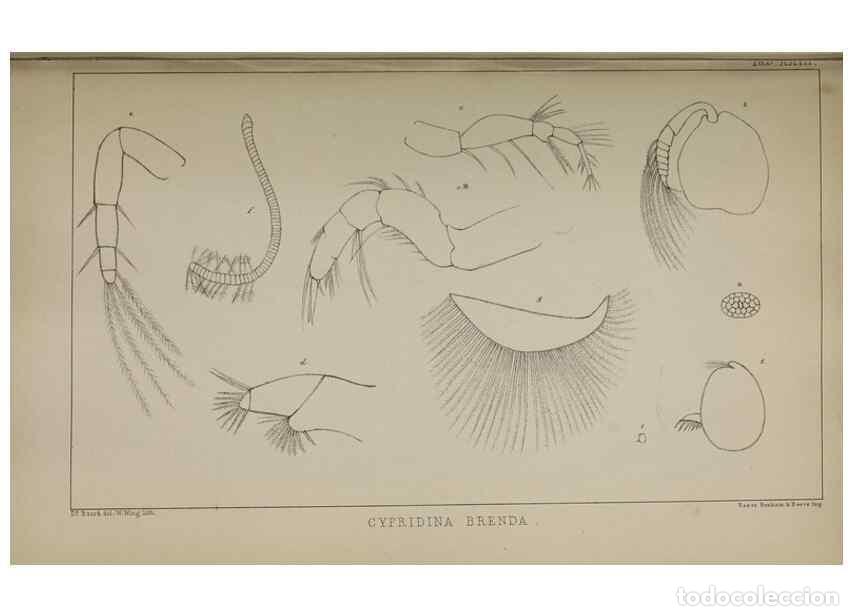 Colecionismo de Revistas e Jornais: Reproducci&oacute;n/Reproduction 49691618652: The natural history of the British Entomostraca.. London,The