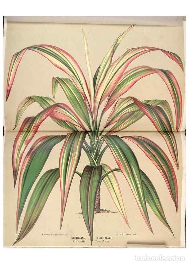 Colecionismo de Revistas e Jornais: Reproducci&oacute;n/Reproduction 49690001098: L'Illustration horticole :. Gand, Belgium :Imprimerie et lith