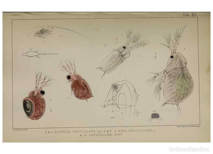 Colecionismo de Revistas e Jornais: Reproducci&oacute;n/Reproduction 49690772193: The natural history of the British Entomostraca.. London,The