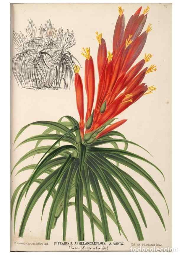 Colecionismo de Revistas e Jornais: Reproducci&oacute;n/Reproduction 49690057443: L'Illustration horticole :. Gand, Belgium :Imprimerie et lith