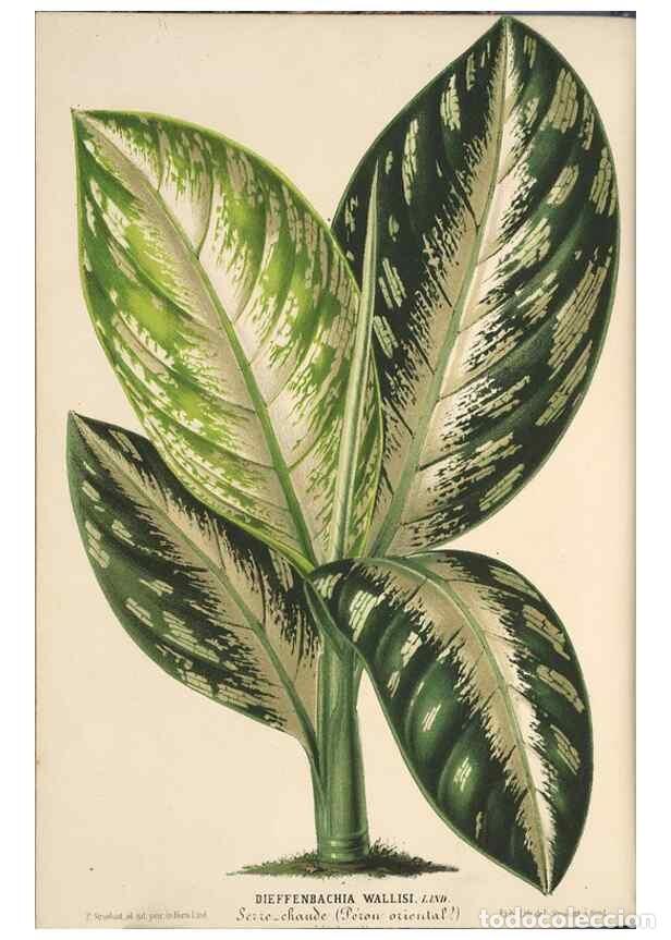 Colecionismo de Revistas e Jornais: Reproducci&oacute;n/Reproduction 49690902177: L'Illustration horticole :. Gand, Belgium :Imprimerie et lith