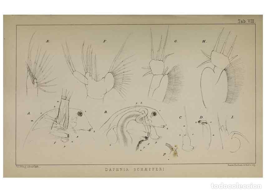 Collectionnisme de Revues et Journaux: Reproducci&oacute;n/Reproduction 49690771373: The natural history of the British Entomostraca.. London,The