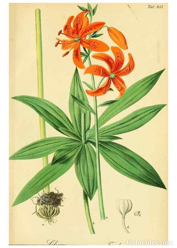 Collectionnisme de Revues et Journaux: Reproducci&oacute;n/Reproduction 49691171043: Gartenflora.. Erlangen :F. Enke,1852-1940.. - Deutsche Garten